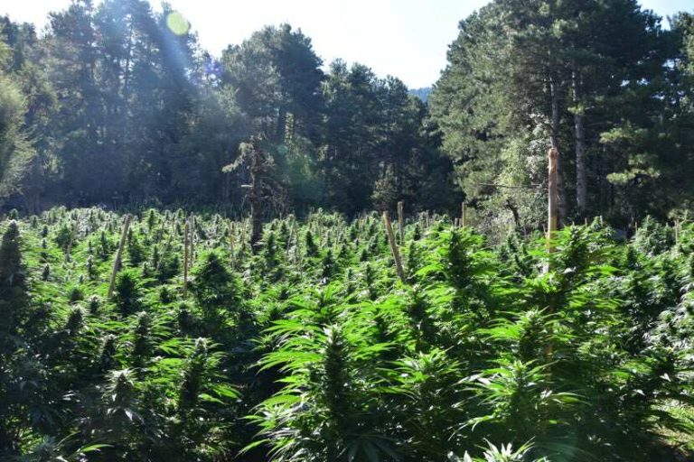 Φυτεία με πάνω από 2.000 δενδρύλλια κάνναβης εντόπισε η ΕΛΑΣ στην Κορινθία