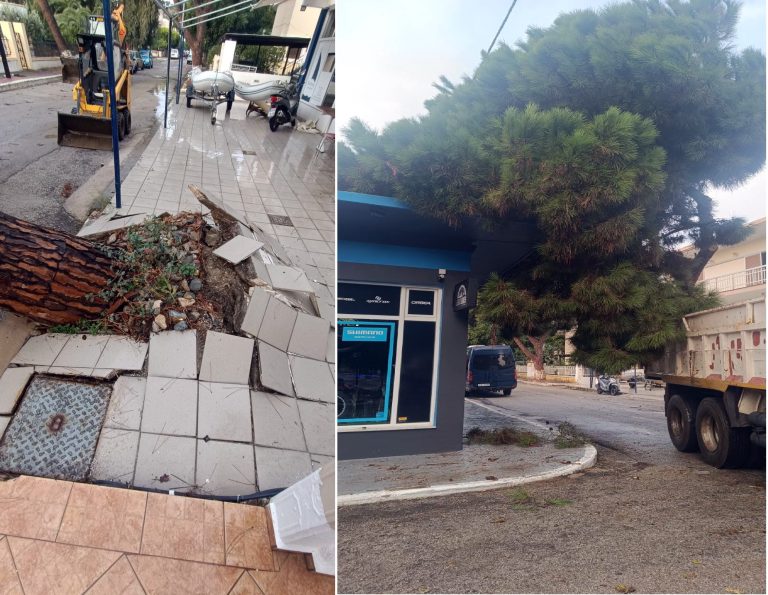 Πεύκος υπέργηρος έπεσε στη Λέρο λόγω της νεροποντής
