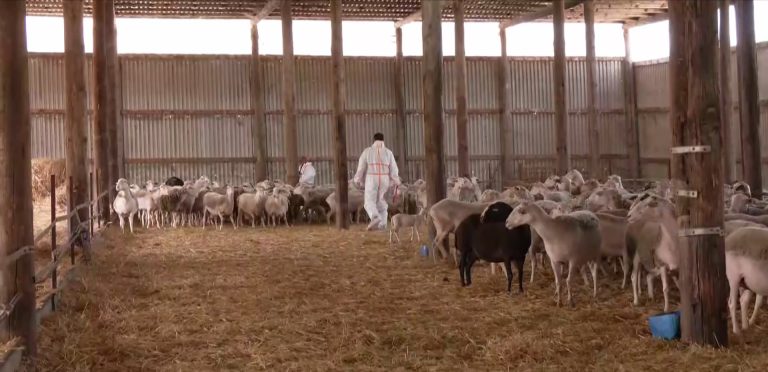 Κρούσματα ευλογιάς προβάτων στην Κεφαλλονιά – Μέτρα αστυνόμευσης και ελέγχου για την αντιμετώπιση της νόσου