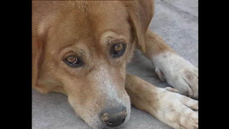 Eορδαία: Οριοθετήθηκαν οι περιοχές επανένταξης αδέσποτων ζώων – Προσλήψεις έξι ατόμων στο Δημοτικό καταφύγιο  