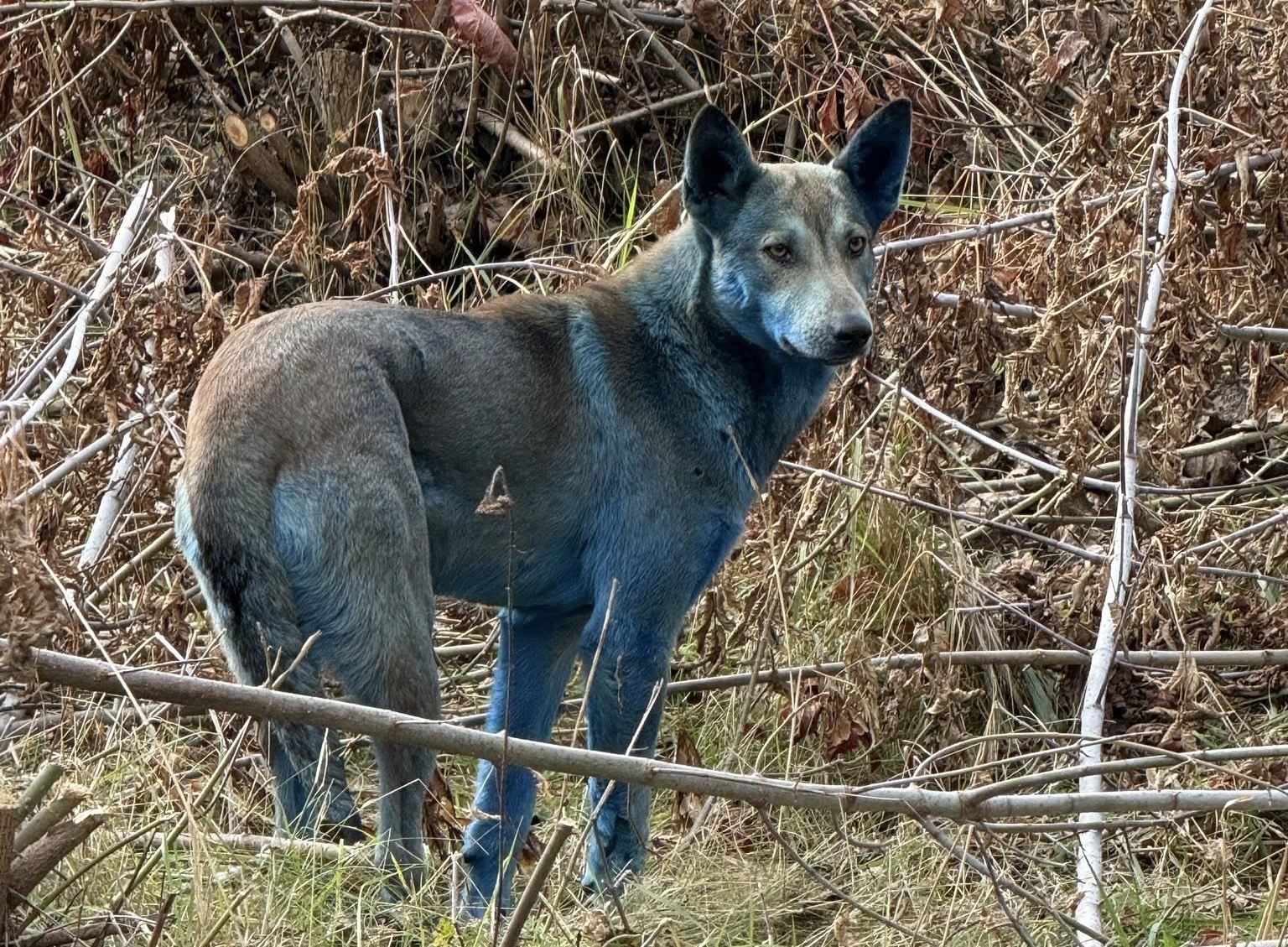 Chernobyl: «Μπλε» αδέσποτα σκυλιά εντοπίστηκαν στην αποκλεισμένη ζώνη