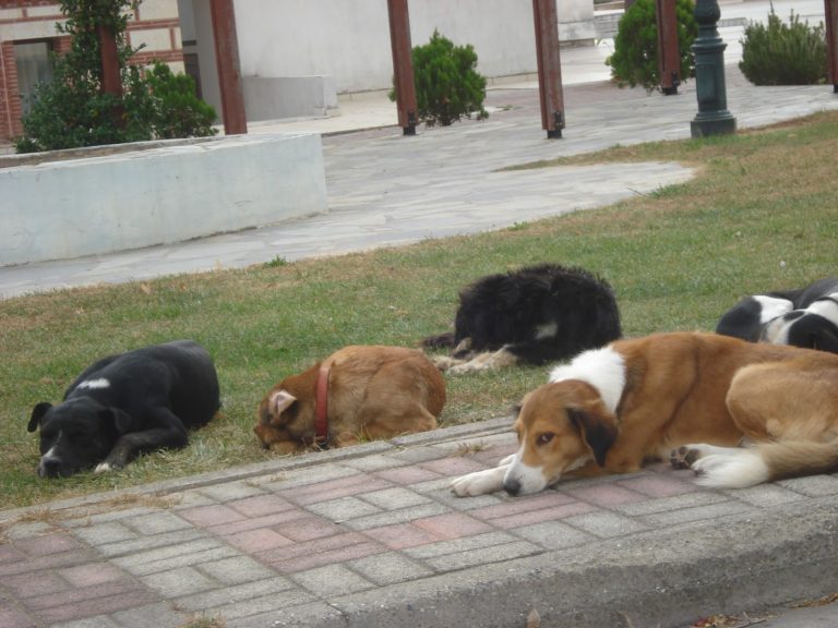 Θεσσαλονίκη: Αγέλες αδέσποτων, χιλιάδες γάτες και υποχρηματοδότηση για τους δήμους