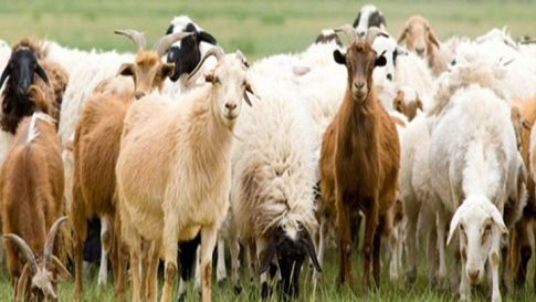 Χριστουγεννιάτικο bazaar στήριξης των Κέντρων Παιδιού & Οικογένειας Κομοτηνής και Σαπών, των “Παιδικών Χωριών SOS Ελλάδος”