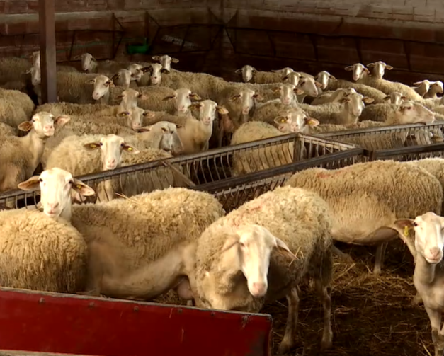 Ημαθία: Σε απόγνωση οι κτηνοτρόφοι – Θανατώθηκαν πάνω από 3.000 ζώα λόγω ευλογιάς των αιγοπροβάτων