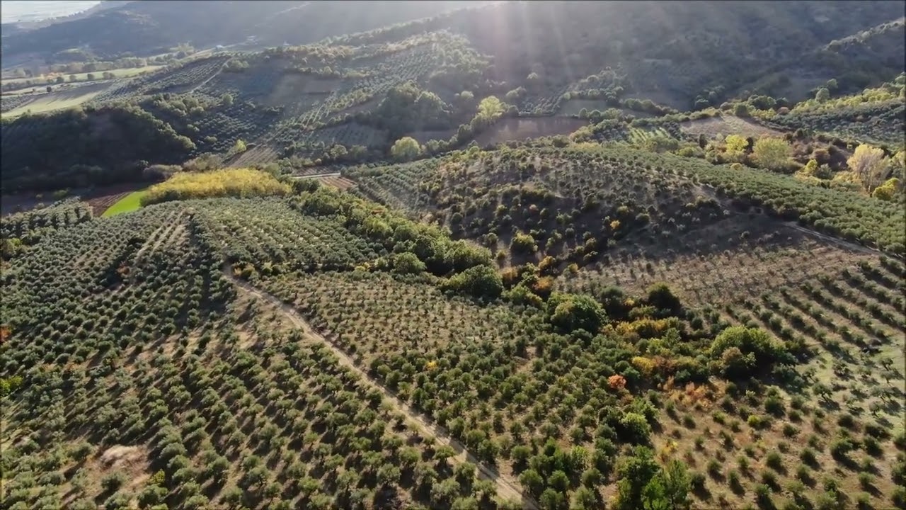 Τρίτη γιορτή λαδιού με παραδοσιακά προϊόντα και πίτες στην Αύρα Καλαμπάκας