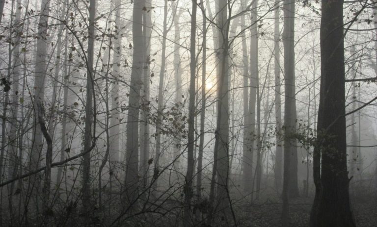 Εξαφανίσεις, UFO και παράξενες ιστορίες: Πού βρίσκεται «το πιο στοιχειωμένο δάσος του κόσμου»