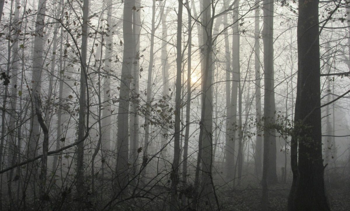 balint-miko-kcij-cp1uae-unsplash