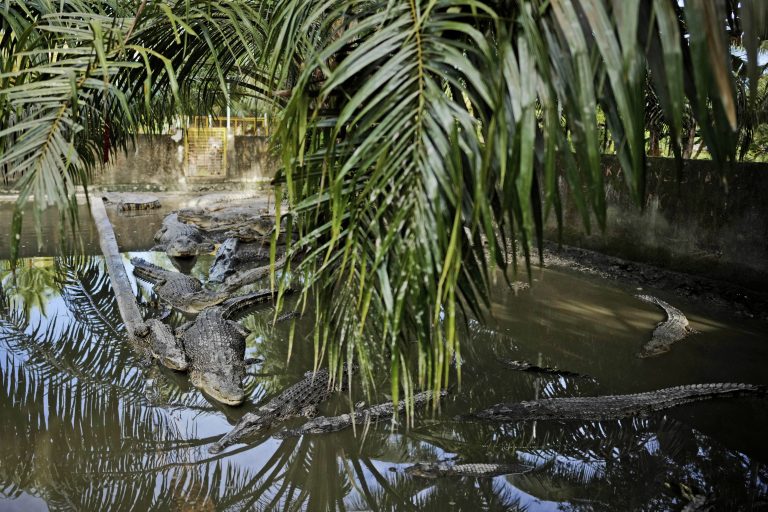 Κροκόδειλος έκανε «βουτιές» σε πισίνα 5άστερου ξενοδοχείου στο Κουίνσλαντ (βίντεο)