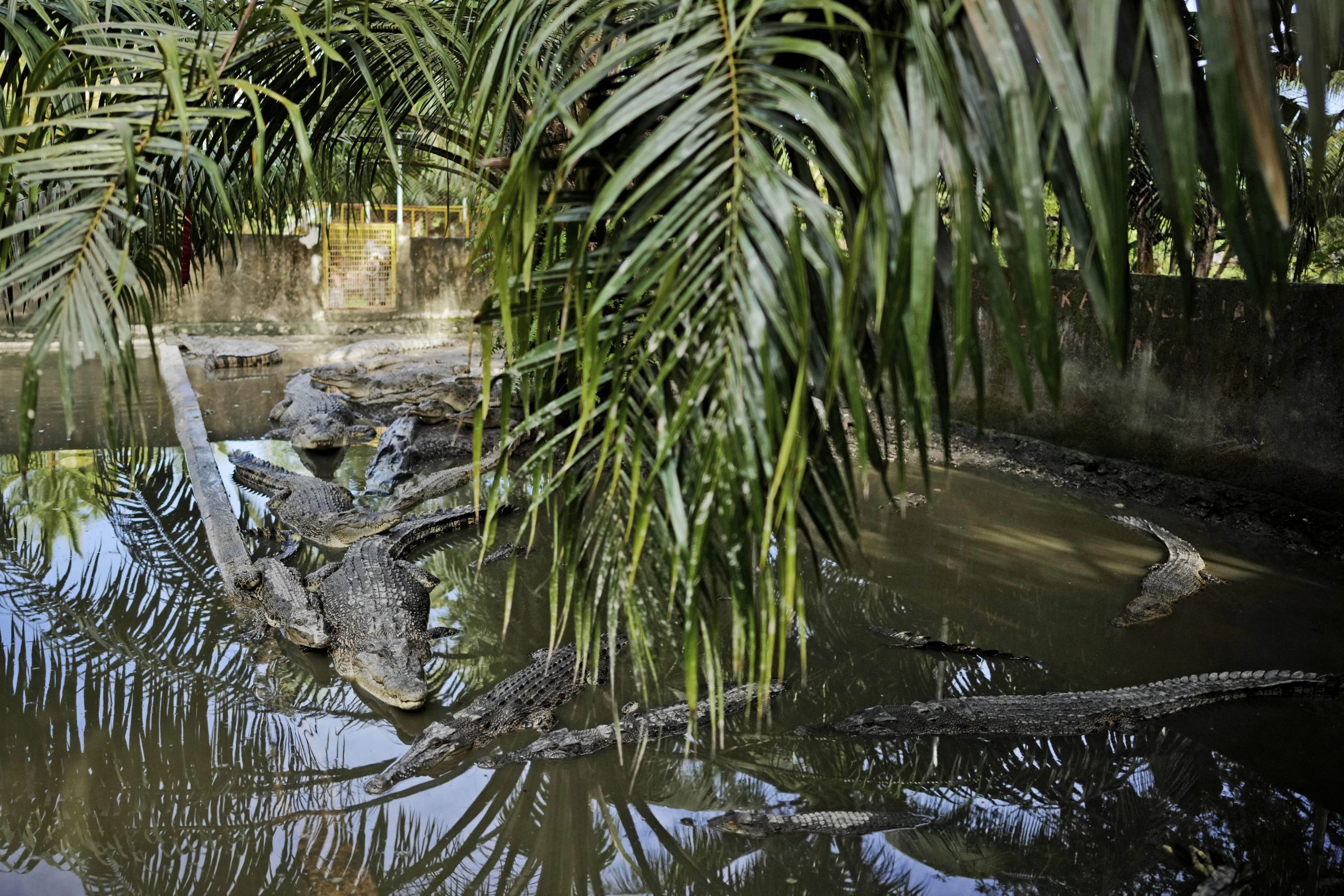 Indonesia Deforestation Crocodile Attacks