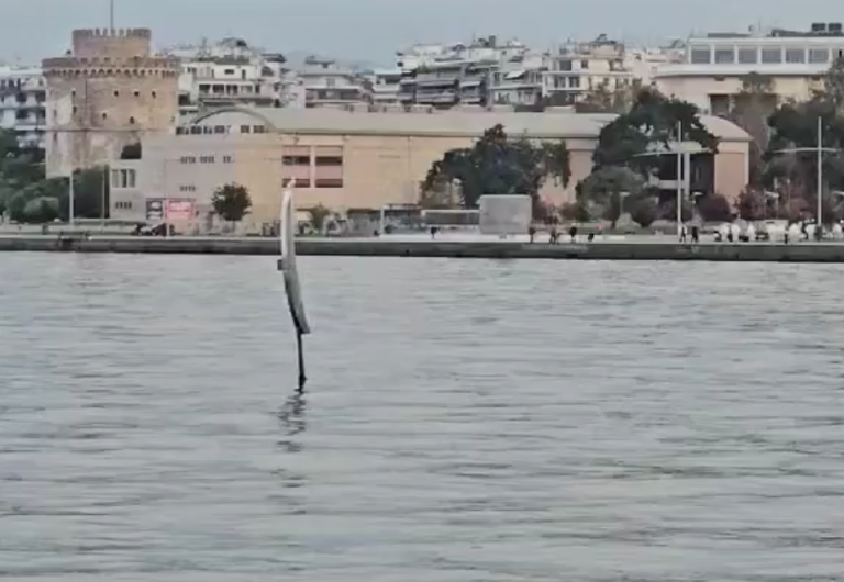 Θεσσαλονίκη: Δελφίνια μαγνήτισαν τα βλέμματα στον Θερμαϊκό (βίντεο)