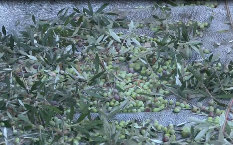 Ξεκινά η συγκομιδή ελιάς από τα ελαιόδεντρα του Δήμου Θεσσαλονίκης