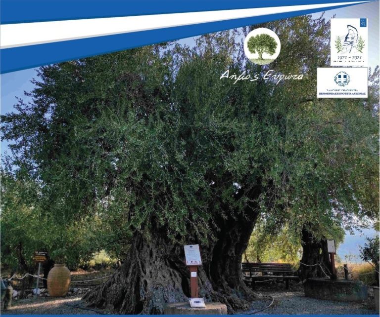Θα σημανθεί η ελιά της Απιδιάς Λακωνίας