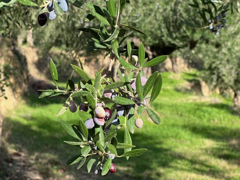 Μεσσηνία: Μειωμένη άνω του 50% αναμένεται η φετινή ελαιοπαραγωγή -Κλιματική κρίση και εγκατάλειψη χτυπούν την ελιά (ηχητικό)