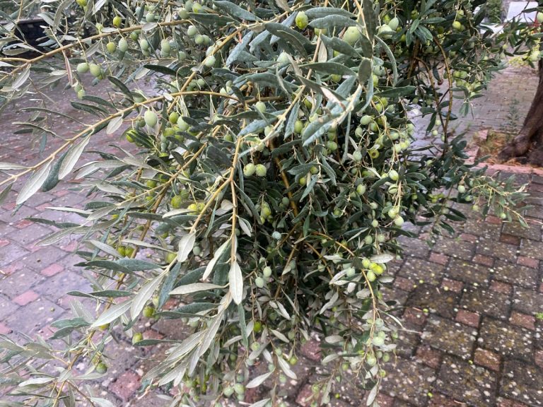 Έρχεται η γιορτή ελιάς και ελαιόλαδου στο Κρανίδι της Ερμιονίδας