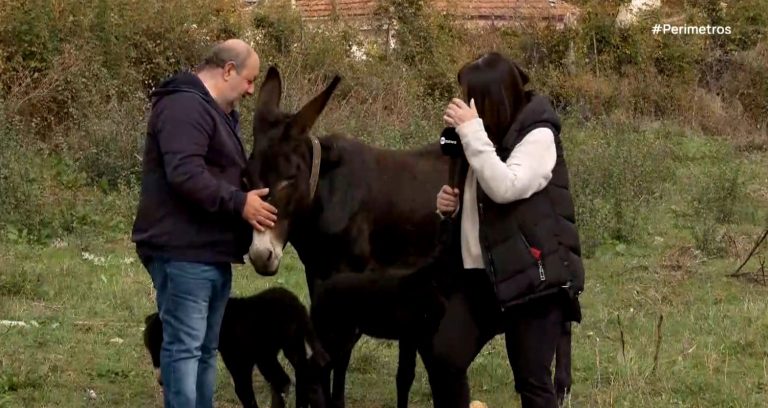 Κοζάνη: Γαϊδούρα 23 ετών έφερε στη ζωή δυο πανέμορφα γαϊδουράκια