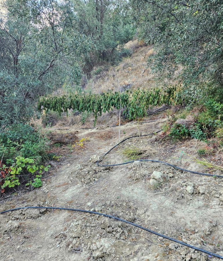 Φυτεία 120 δενδρυλλίων κάνναβης εντοπίστηκε σε περιοχή του δήμου Ξυλοκάστρου – Ευρωστίνης