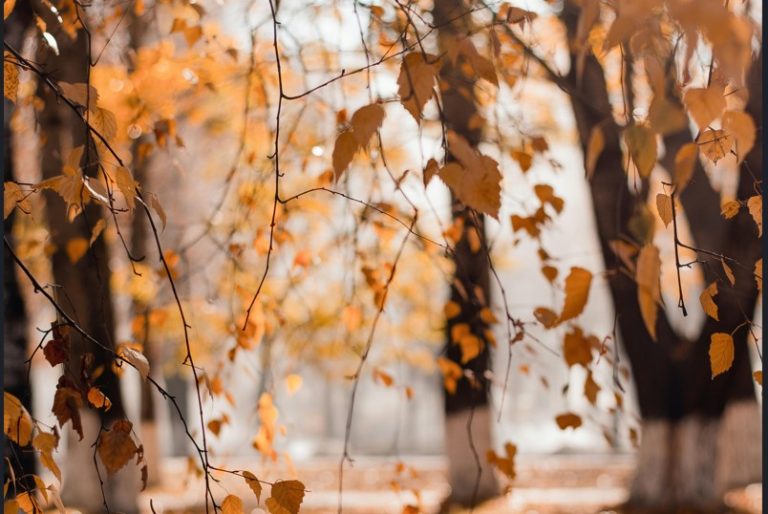 Αίθριος ο καιρός με λίγες νεφώσεις –  Ασθενείς οι άνεμοι