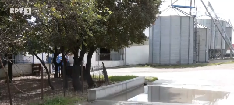 Κρούσματα ευλογιάς και σε δεύτερη κτηνοτροφική μονάδα στα Γρεβενά- «Το lockdown θα είναι το τέλος μας» λένε οι κτηνοτρόφοι στα Φάρσαλα