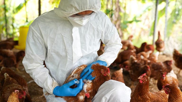 Ιωάννινα: Σε επιφυλακή για την γρίππη των πτηνών – Κρούσματα στην Βουλγαρία