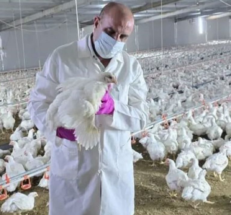 Ιράκ: Έξαρση κρουσμάτων του στελέχους H5N1 της γρίπης των πτηνών