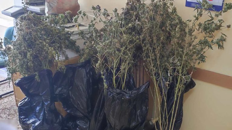 Εντοπίστηκε πλήρως εξοπλισμένο εργαστήριο κάνναβης στον Πειραιά – Δύο συλλήψεις