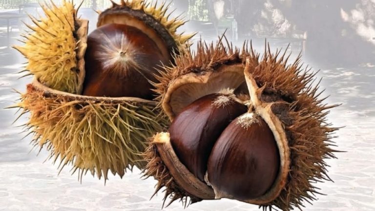 24 με 26 Οκτωβρίου η εορτή κάστανου στην Άρνα Λακωνίας