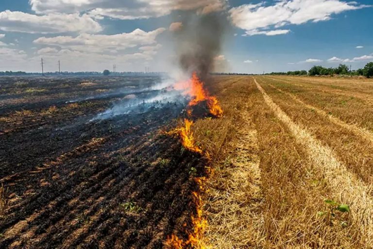Πρόστιμο 1.875 ευρώ σε 75χρονη για καύση υπολειμμάτων βλάστησης στον Βόλο