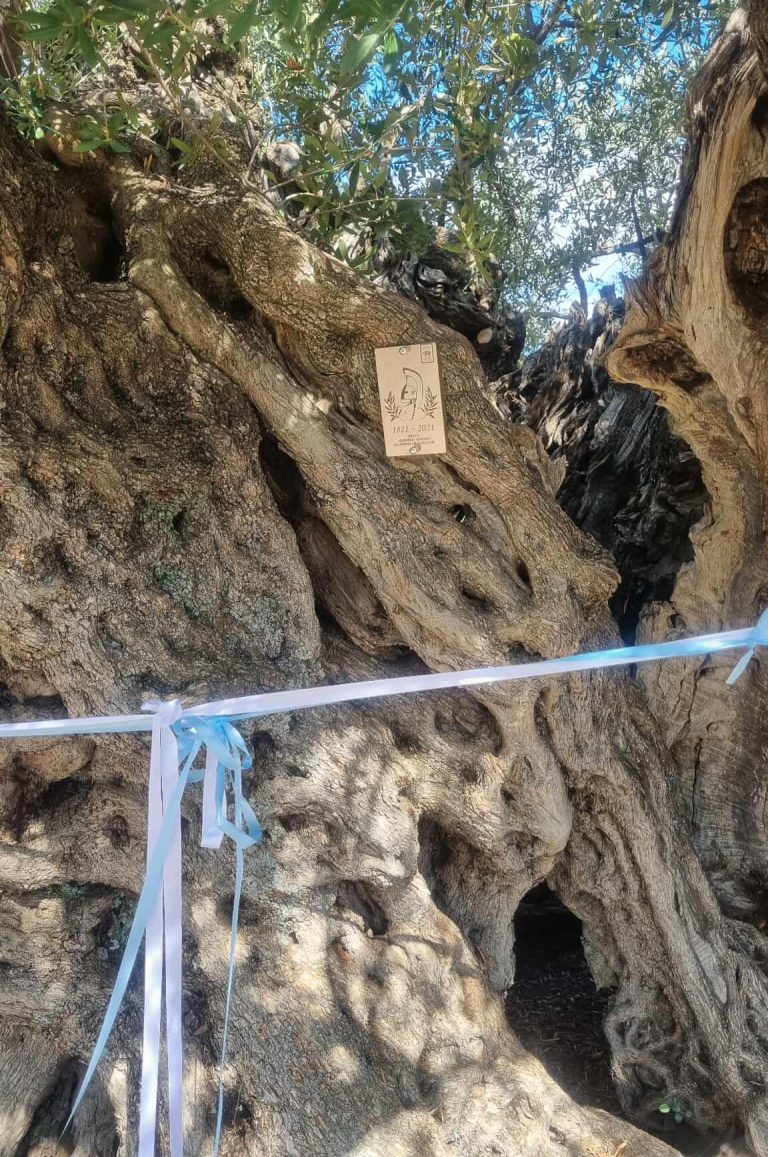 Λακωνία: Σήμανση της Γηραιότερης Ελιάς της Πελοποννήσου με εκτιμώμενη ηλικία 2.000 χρόνων
