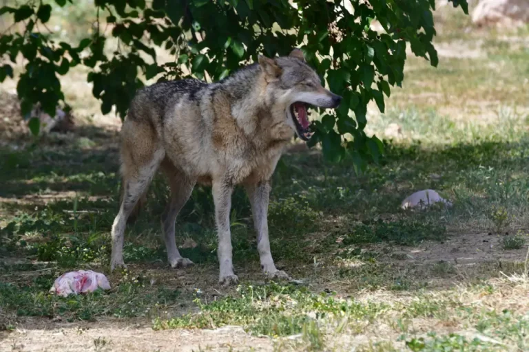 Επιβεβαιώθηκε το πρώτο υβρίδιο λύκου – σκύλου στην Ελλάδα