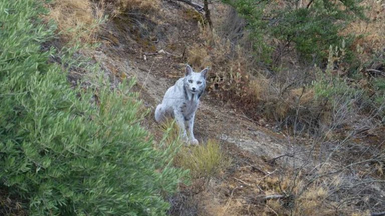 Απαθανατίστηκε για πρώτη φορά το «λευκό φάντασμα της Μεσογείου» – Ποιο είναι το «μυθικό» πλάσμα που μέχρι σήμερα δεν είχε δει κανείς