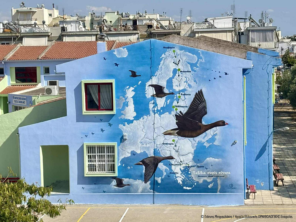 Η Νανόχηνα “ζωντανεύει” σχολικούς τοίχους στην Αλεξανδρούπολη