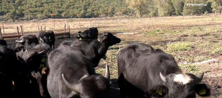 Φλώρινα: Νεροβούβαλοι καλούνται να σώσουν την λίμνη Χειμαδίτιδα από χερσοποίηση