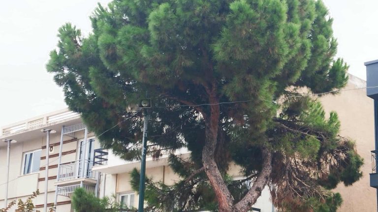 Φόρος Τιμής στον Δ. Σαββόπουλο από τον Δήμο Αλεξανδρούπολης: Οι νότες του “Νιόνιου” πλημμυρίζουν το κέντρο της πόλης