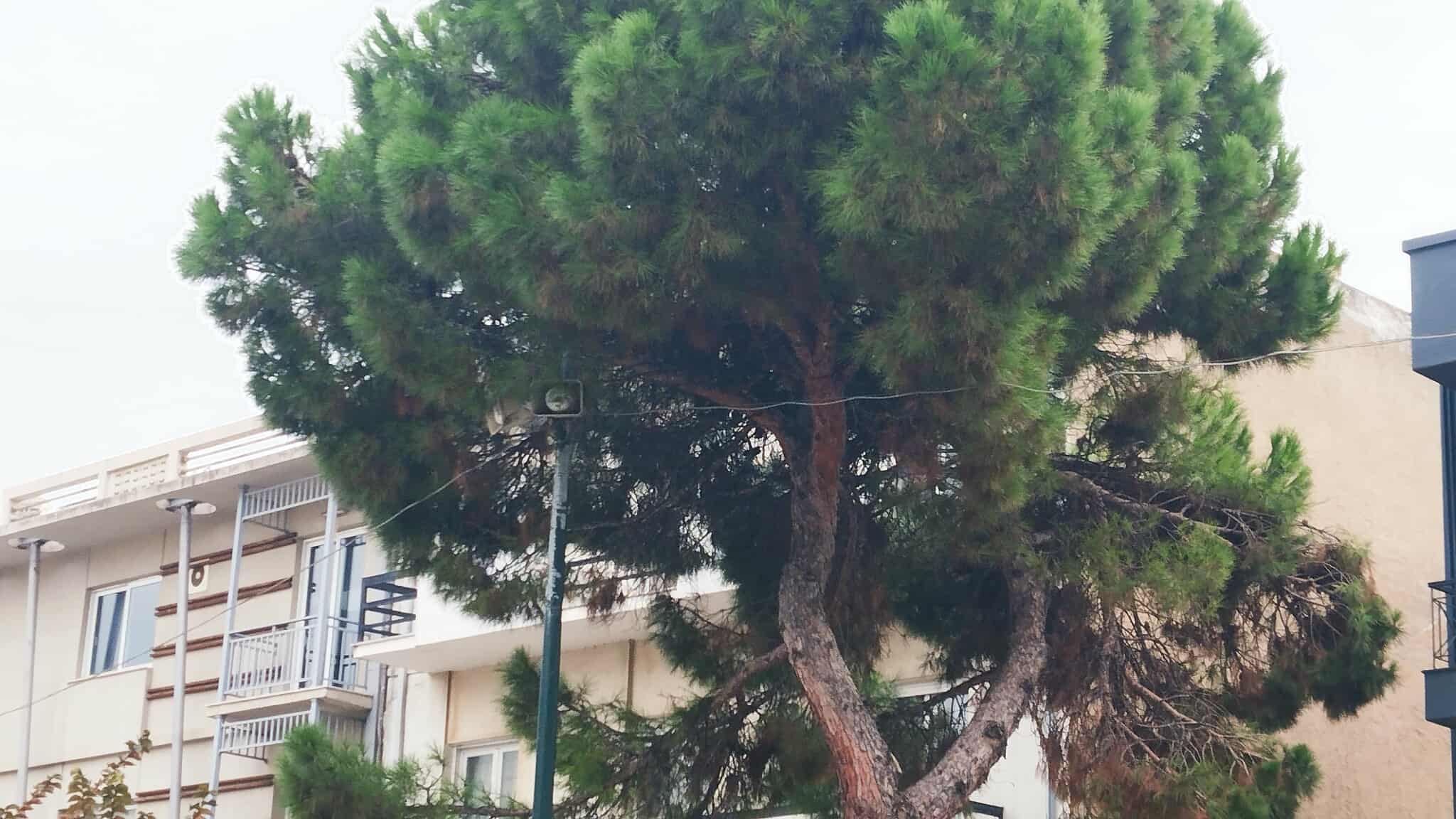 Φόρος Τιμής στον Δ. Σαββόπουλο από τον Δήμο Αλεξανδρούπολης: Οι νότες του “Νιόνιου” πλημμυρίζουν το κέντρο της πόλης