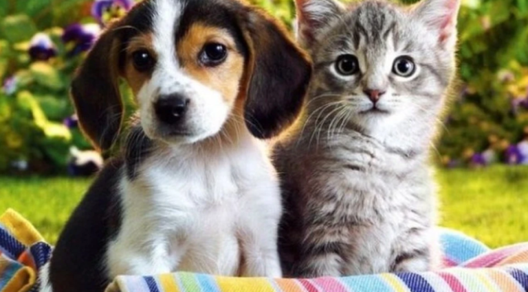 «Oh My Dog Thessaloniki» Pet festival στη νέα Παραλία Θεσσαλονίκης στις 18 και 19 Οκτωβρίου