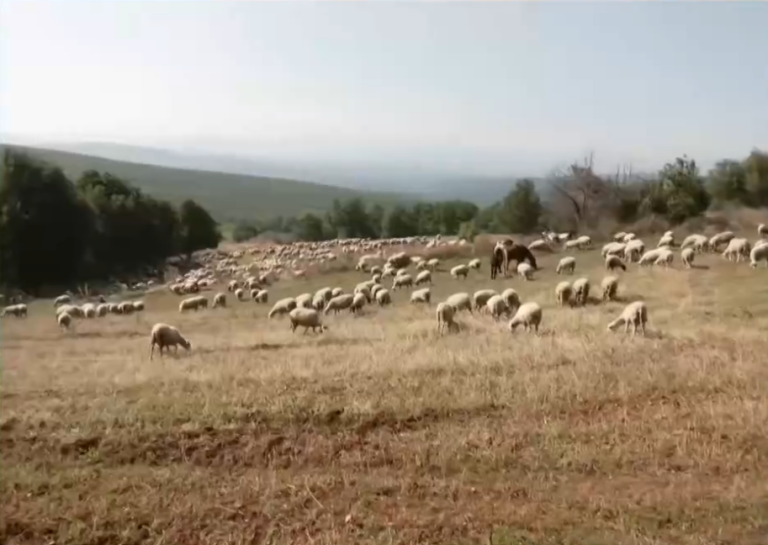 Θεσσαλονίκη: Ενώπιον των δικαστικών αρχών ο 60χρονος που θα περνούσε στη χώρα πάνω από χίλια εμβόλια για την ευλογιά των προβάτων