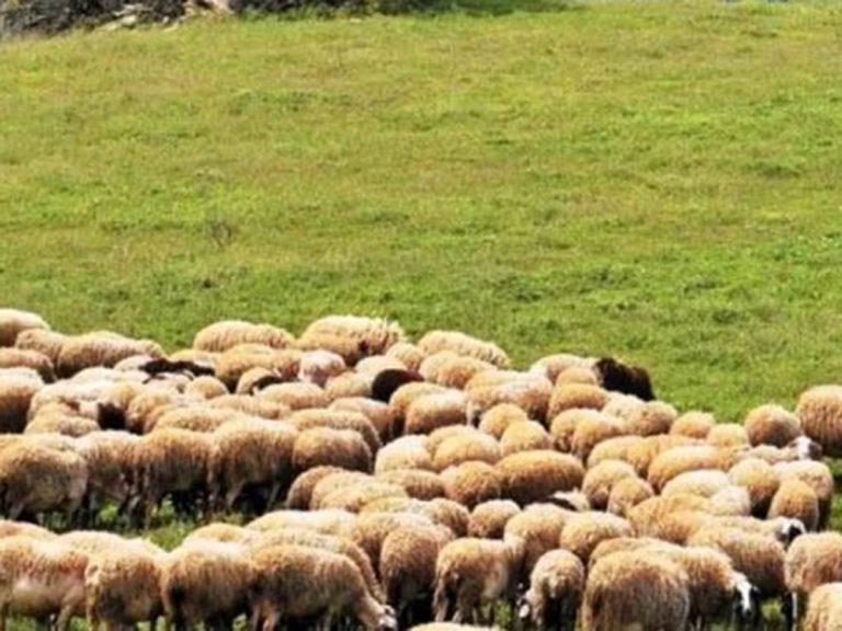 Τέσσερα σημεία ελέγχου για την ευλογιά των αιγοπροβάτων στην Περιφέρεια της Πελοποννήσου