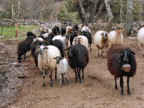 Πρόγραμμα για την αγροτική οδοποιία στο Β. Αιγαίο 2,8 εκ ευρω