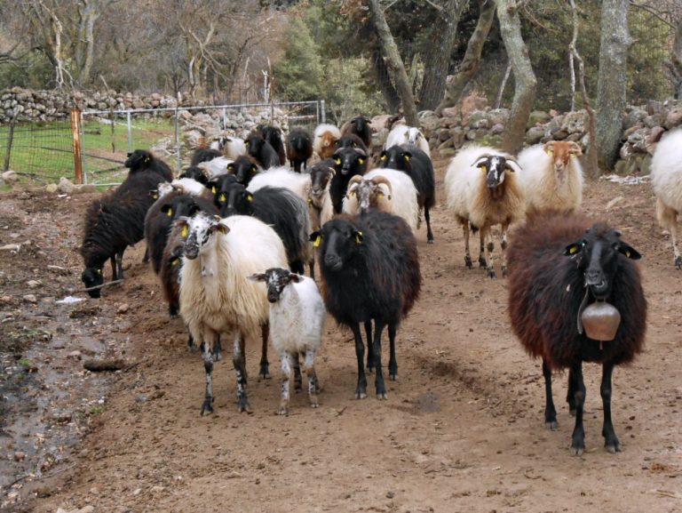 Β. Αιγαίο: Διαδικτυακό σεμινάριο Βιοασφάλειας για την ευλογιά των προβάτων