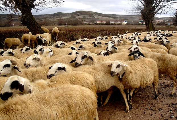 provata-3