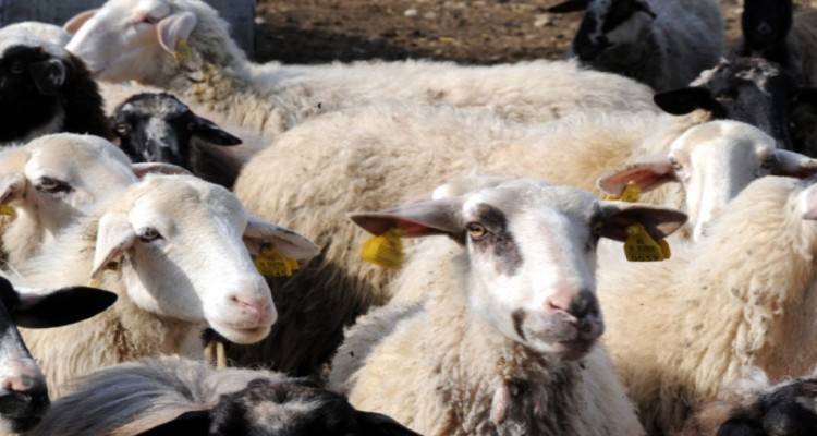 Παραμένει το πρόβλημα στην κτηνιατρική υπηρεσία Λήμνου