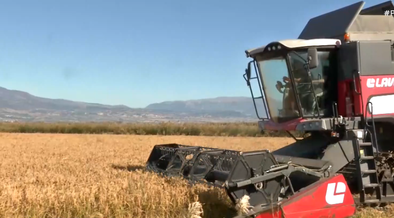 Ξεκίνησε ο αλωνισμός του περίφημου ρυζιού Καρολίνα Σερρών