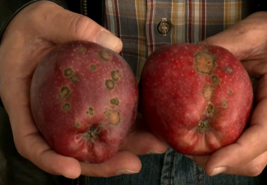 Καστοριά: Ζημιές στη φετινή σοδειά μήλων λόγω παγετού και χαλαζόπτωσης