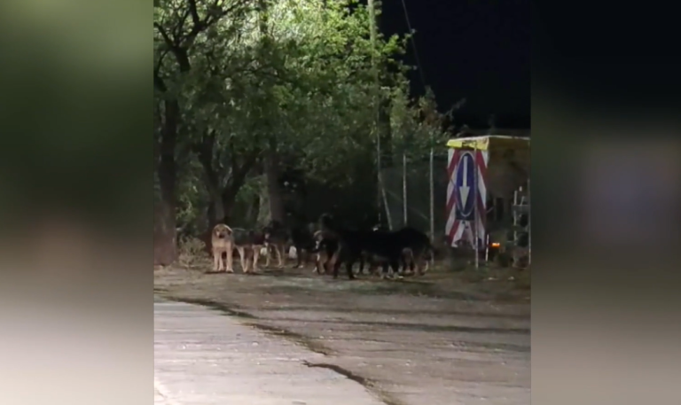 Θεσσαλονίκη: Αγέλη αδέσποτων σκύλων επιτίθεται σε περαστικούς