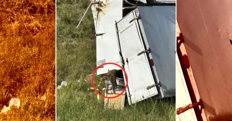 Μαϊμούδες θανατώθηκαν στο Μισισίπι μετά από λανθασμένες πληροφορίες ότι ήταν μολυσμένες