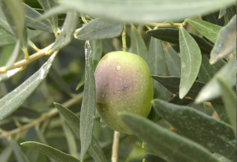 Χαλκιδική: Κλειστή η πλατφόρμα για την εξεύρεση εργατών γης
