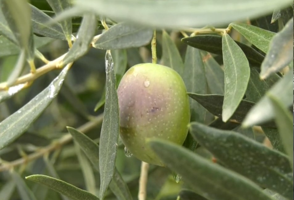 Χαλκιδική: Κλειστή η πλατφόρμα για την εξεύρεση εργατών γης