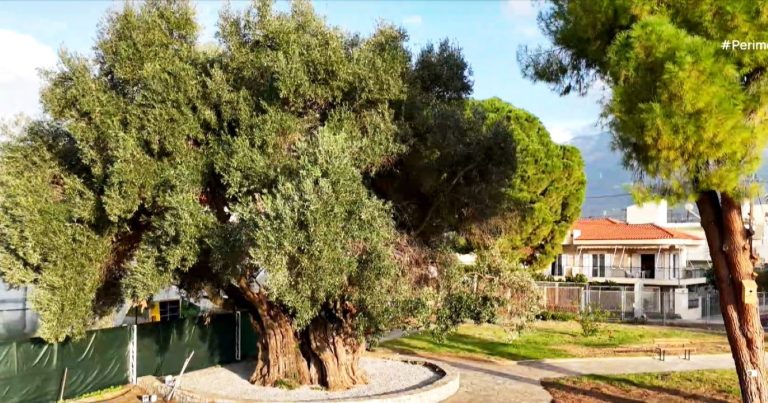 “MΑΝΑ ΕΛΙΑ”- Η πανάρχαια ελιά της Καλαμάτας ηλικίας 1.733 ετών!