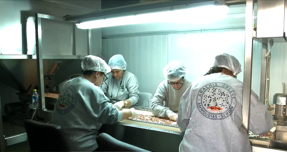 Σε εξέλιξη η συγκομιδή του φιστικιού