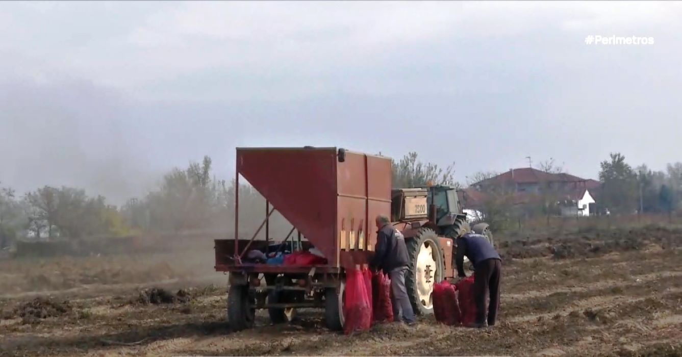Σε εξέλιξη η συγκομιδή του φιστικιού